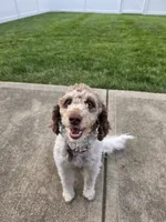 Zoey, a female Bernese Mountain Dog and Poodle - Miniature  for sale in Indianapolis, IN – 1 of 10