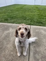 Zoey, a female Bernese Mountain Dog and Poodle - Miniature  for sale in Indianapolis, IN – 5 of 10