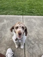 Zoey, a female Bernese Mountain Dog and Poodle - Miniature  for sale in Indianapolis, IN – 3 of 10