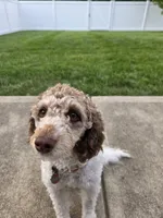 Zoey, a female Bernese Mountain Dog and Poodle - Miniature  for sale in Indianapolis, IN – 7 of 10