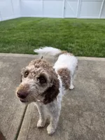 Zoey, a female Bernese Mountain Dog and Poodle - Miniature  for sale in Indianapolis, IN – 2 of 10