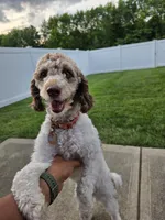 Zoey, a female Bernese Mountain Dog and Poodle - Miniature  for sale in Indianapolis, IN – 8 of 10