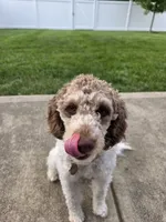 Zoey, a female Bernese Mountain Dog and Poodle - Miniature  for sale in Indianapolis, IN – 4 of 10
