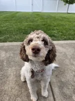 Zoey, a female Bernese Mountain Dog and Poodle - Miniature  for sale in Indianapolis, IN – 10 of 10