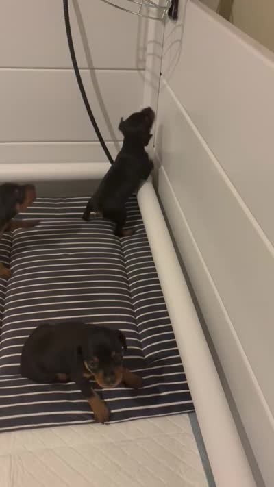 Ramona, a female Miniature Pinscher for sale in Orem, UT – 4 of 4