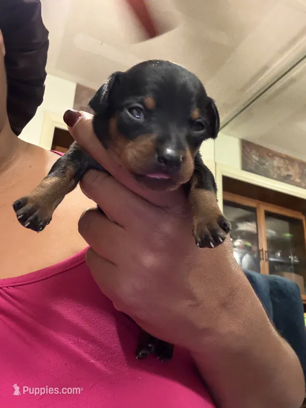 Ramona – Miniature Pinscher puppy for sale in Orem, UT