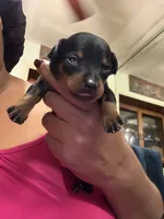 Ramona, a female Miniature Pinscher for sale in Orem, UT – 1 of 4