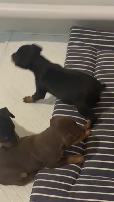Ramona, a female Miniature Pinscher for sale in Orem, UT – 3 of 4