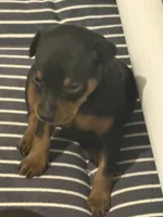 Ramona, a female Miniature Pinscher for sale in Orem, UT – 2 of 4