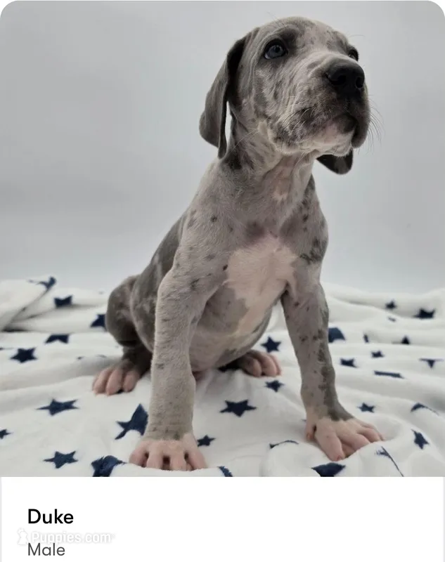 Duke – Great Dane puppy for sale in Kannapolis, NC