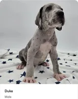 Duke, a male Great Dane for sale in Kannapolis, NC – 1 of 1