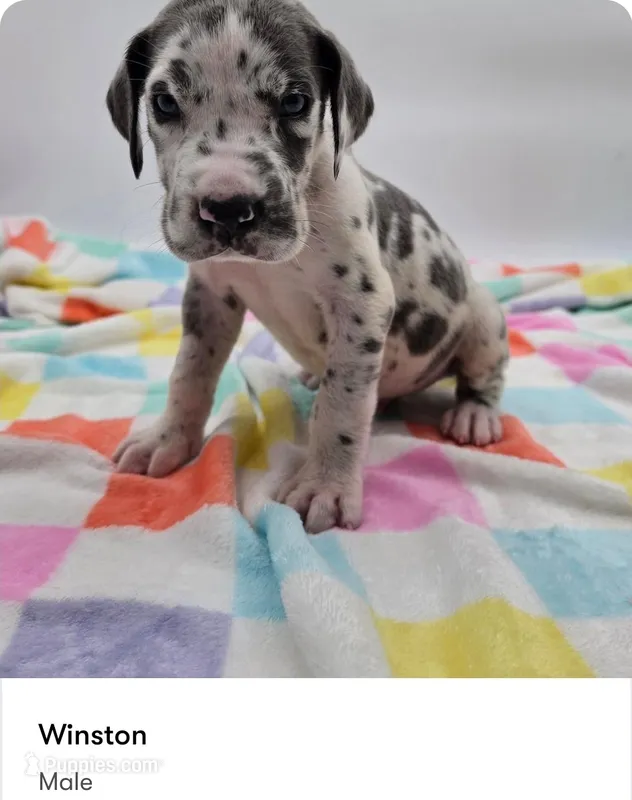 Winston – Great Dane puppy for sale in Kannapolis, NC