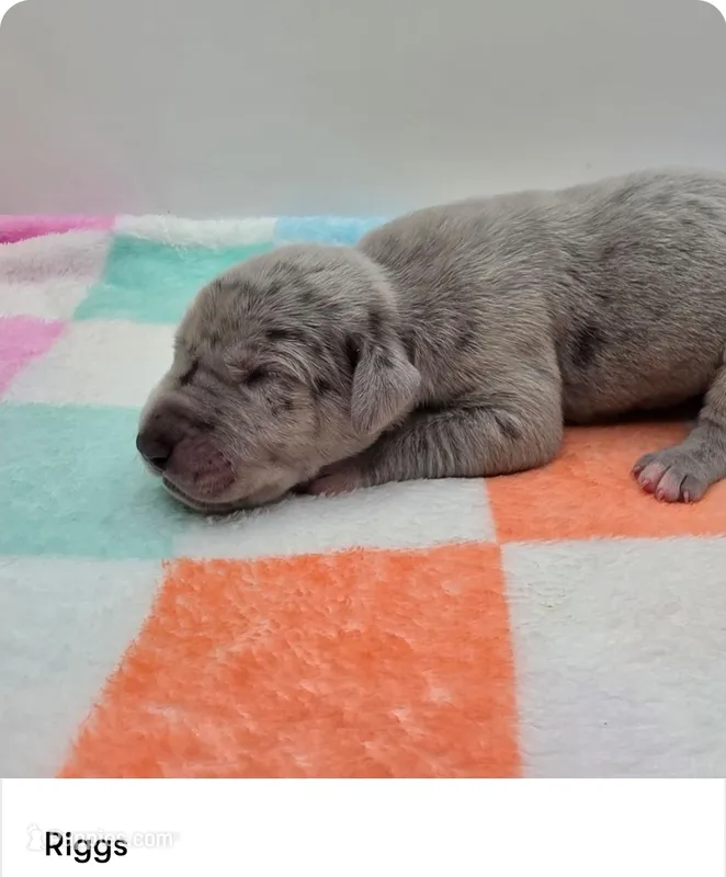 Riggs – Great Dane puppy for sale in Kannapolis, NC