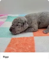 Riggs, a male Great Dane for sale in Kannapolis, NC – 1 of 1