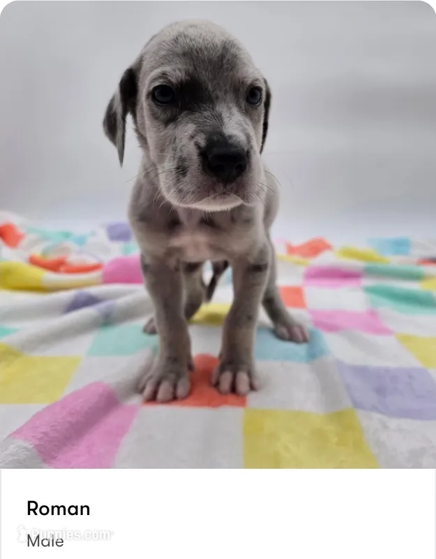 Roman – Great Dane puppy for sale in Kannapolis, NC