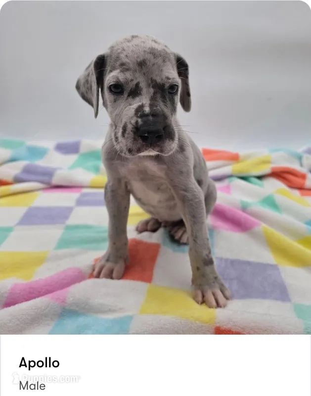 Apollo – Great Dane puppy for sale in Kannapolis, NC