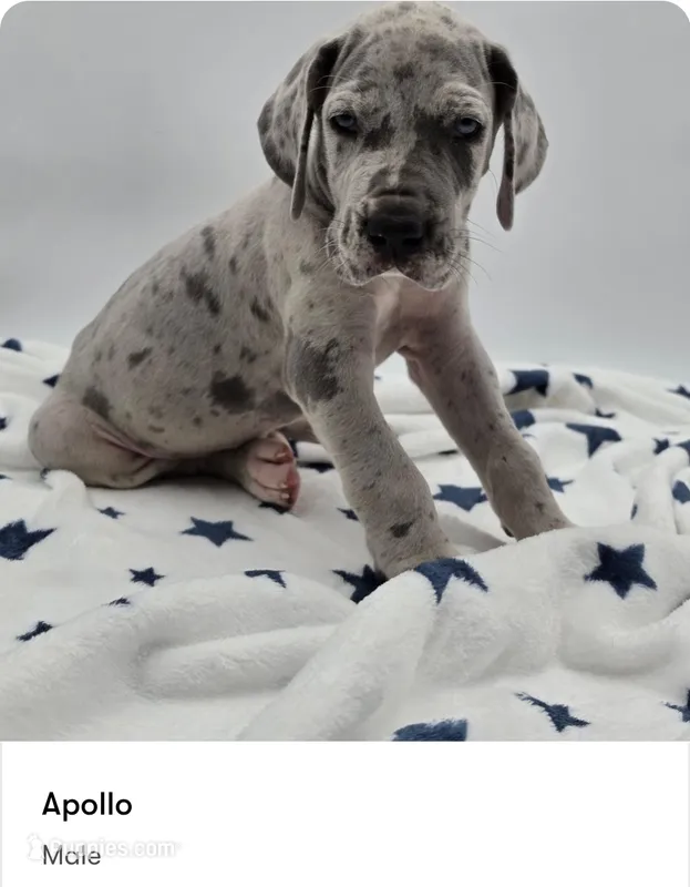 Apollo – Great Dane puppy for sale in Kannapolis, NC