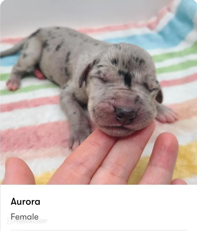 Aurora  – Great Dane puppy for sale in Kannapolis, NC