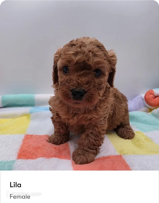 Lila – Poodle - Miniature  puppy for sale in Kannapolis, NC
