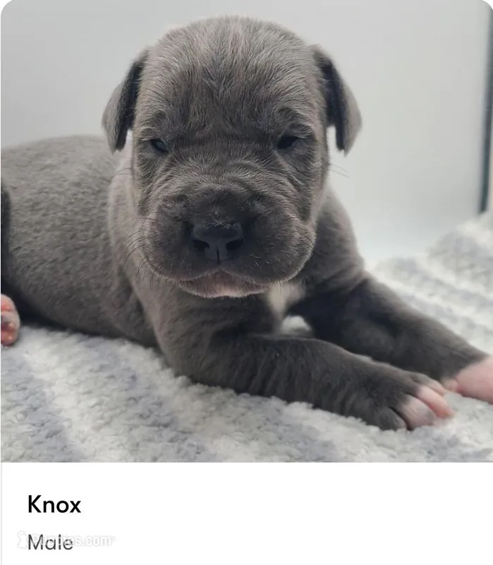 Knox – Great Dane puppy for sale in Kannapolis, NC
