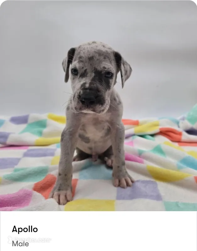 Apollo – Great Dane puppy for sale in Kannapolis, NC