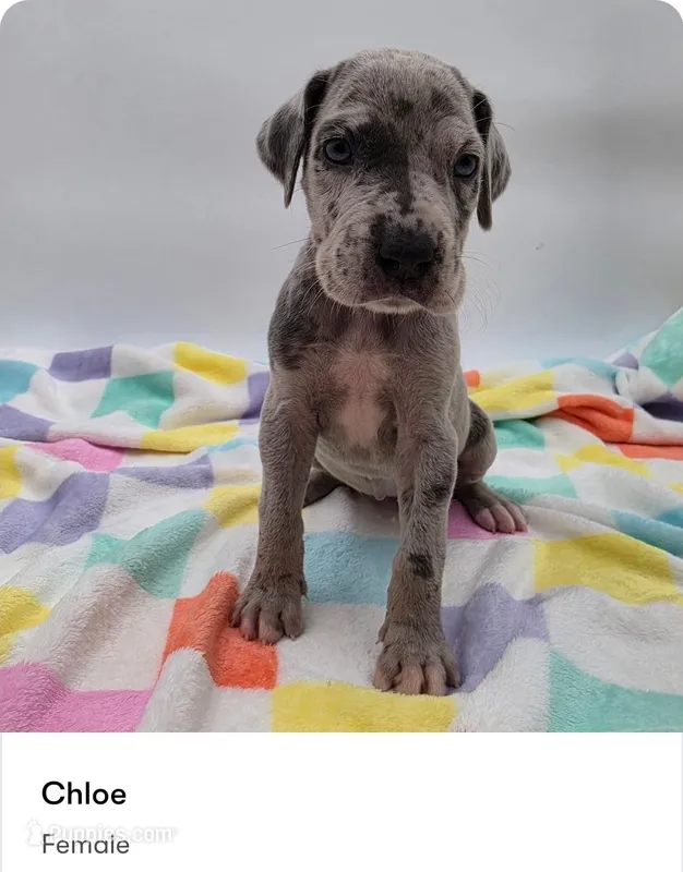 Chloe – Great Dane puppy for sale in Kannapolis, NC
