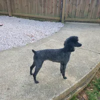 Zoey, a female Poodle - Toy  for sale in Kannapolis, NC – 4 of 4