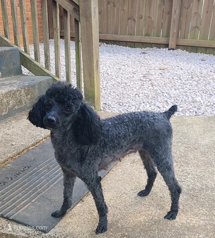Zoey – Poodle - Toy  puppy for sale in Kannapolis, NC