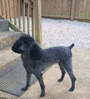 Zoey, a female Poodle - Toy  for sale in Kannapolis, NC – 1 of 4
