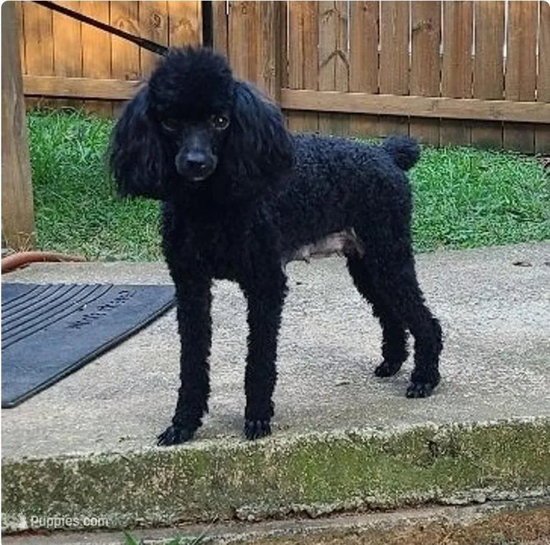 Zoey – Poodle - Toy  puppy for sale in Kannapolis, NC