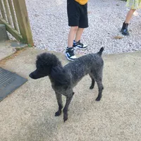 Zoey, a female Poodle - Toy  for sale in Kannapolis, NC – 2 of 4