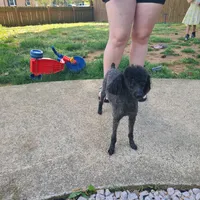 Zoey, a female Poodle - Toy  for sale in Kannapolis, NC – 3 of 4