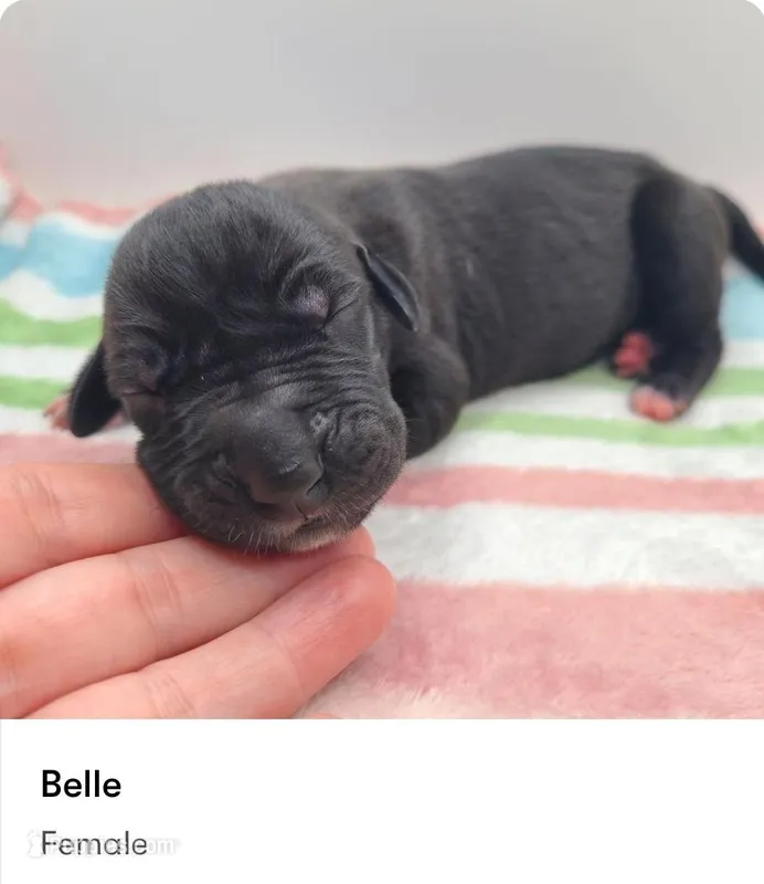 Belle – Great Dane puppy for sale in Kannapolis, NC