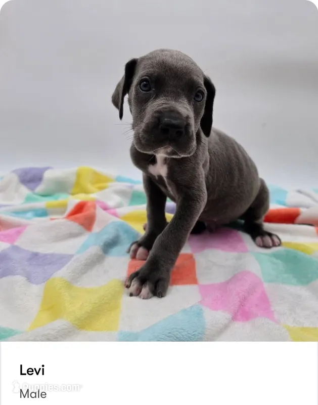 Levi – Great Dane puppy for sale in Kannapolis, NC