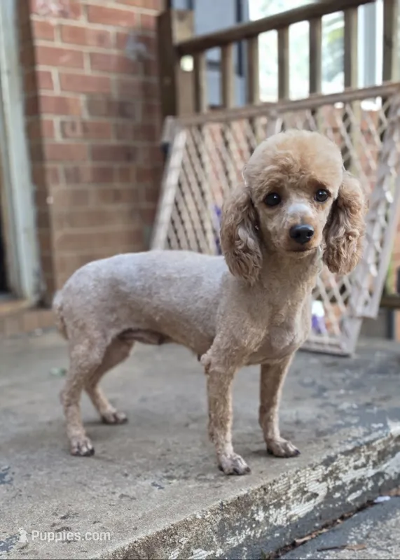 Rose – Poodle - Miniature  puppy for sale in Kannapolis, NC