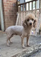 Rose, a female Poodle - Miniature  for sale in Kannapolis, NC – 1 of 3