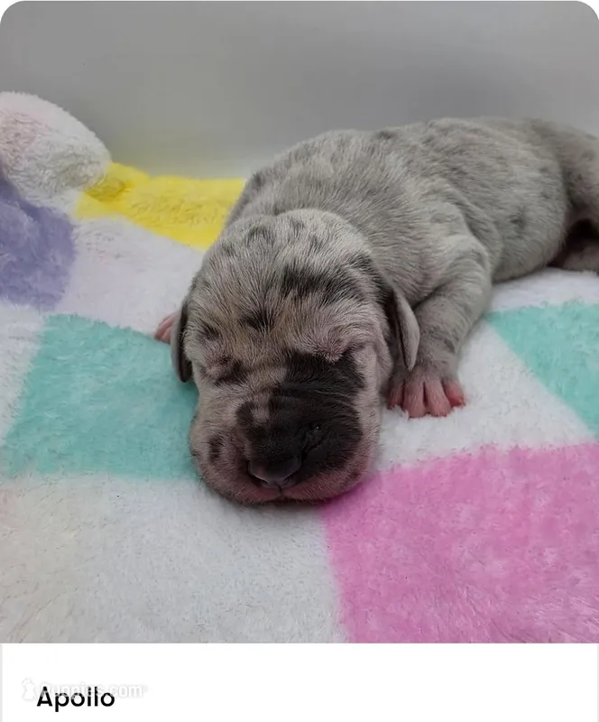 Apollo – Great Dane puppy for sale in Kannapolis, NC
