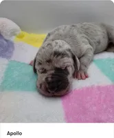 Apollo, a male Great Dane for sale in Kannapolis, NC – 1 of 1