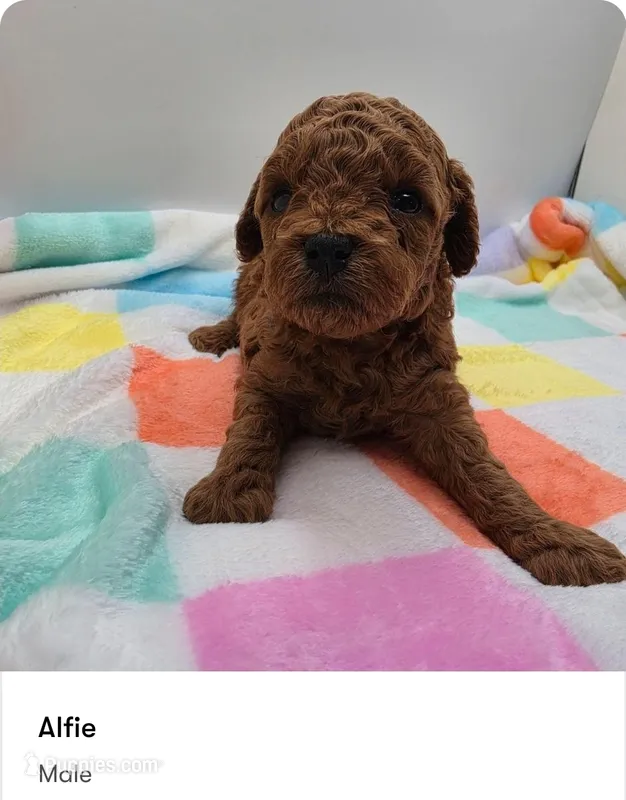 Alfie – Poodle - Toy  puppy for sale in Kannapolis, NC
