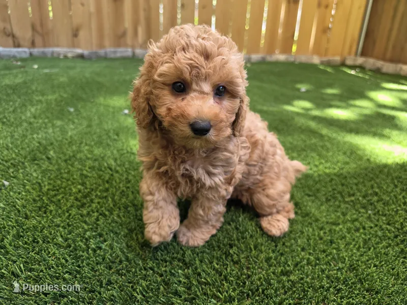 Hazel – Poodle - Miniature  puppy for sale in Kannapolis, NC