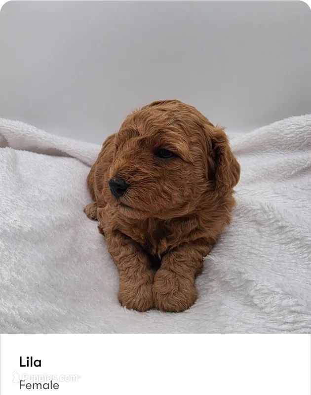 Lila – Poodle - Miniature  puppy for sale in Kannapolis, NC