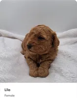 Lila, a female Poodle - Miniature  for sale in Kannapolis, NC – 1 of 1