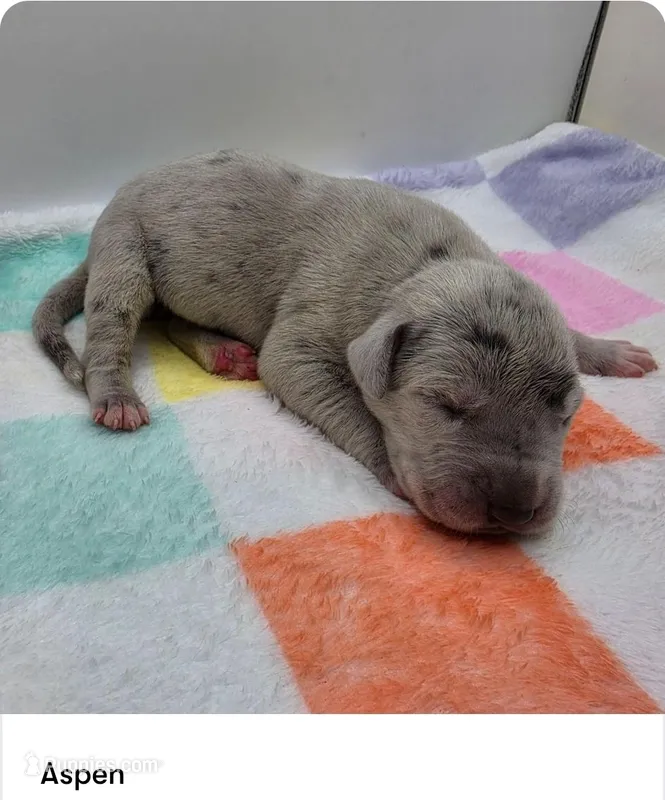 Aspen – Great Dane puppy for sale in Kannapolis, NC