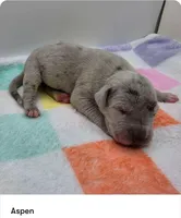 Aspen, a female Great Dane for sale in Kannapolis, NC – 1 of 1