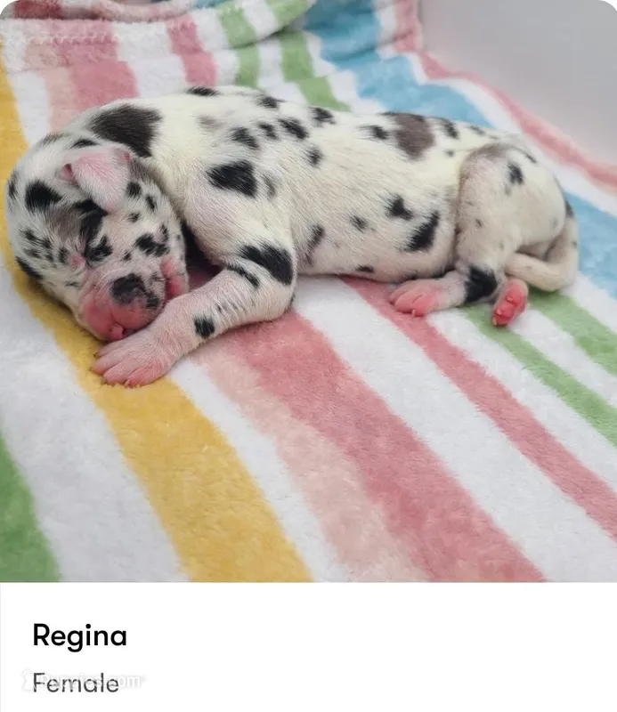 Regina – Great Dane puppy for sale in Kannapolis, NC