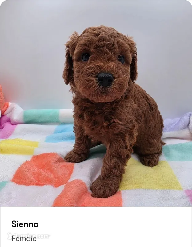 Sienna – Poodle - Miniature  puppy for sale in Kannapolis, NC