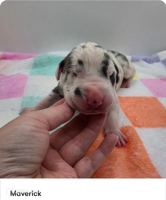 Maverick – Great Dane puppy for sale in Kannapolis, NC
