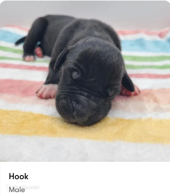 Hook – Great Dane puppy for sale in Kannapolis, NC