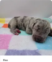 Finn, a male Great Dane for sale in Kannapolis, NC – 1 of 1