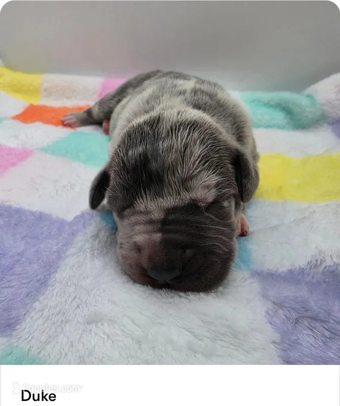 Duke – Great Dane puppy for sale in Kannapolis, NC